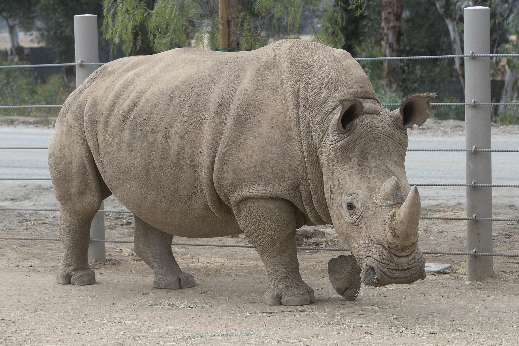 rhino safari park
